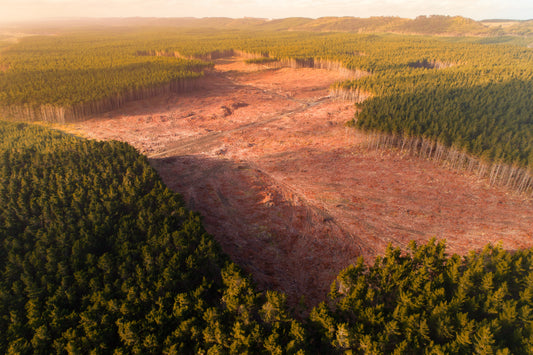 Deforested land in South America