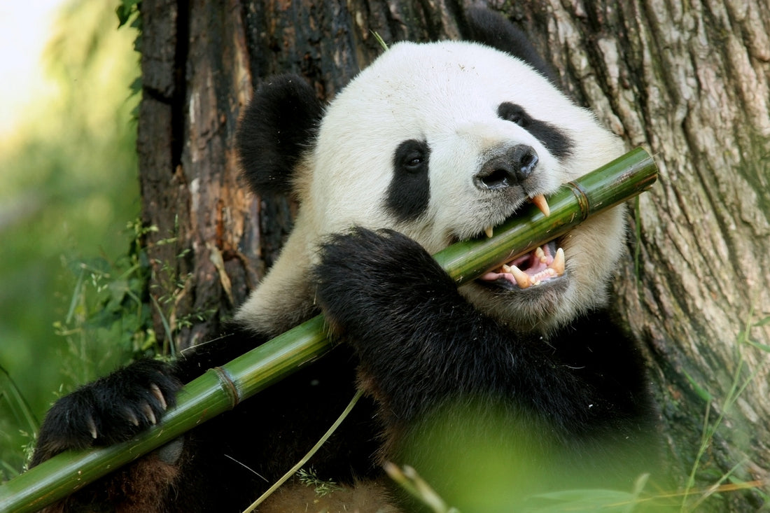 panda, panda eating bamboo, bamboo, bamboo toilet paper, bamboo forests 