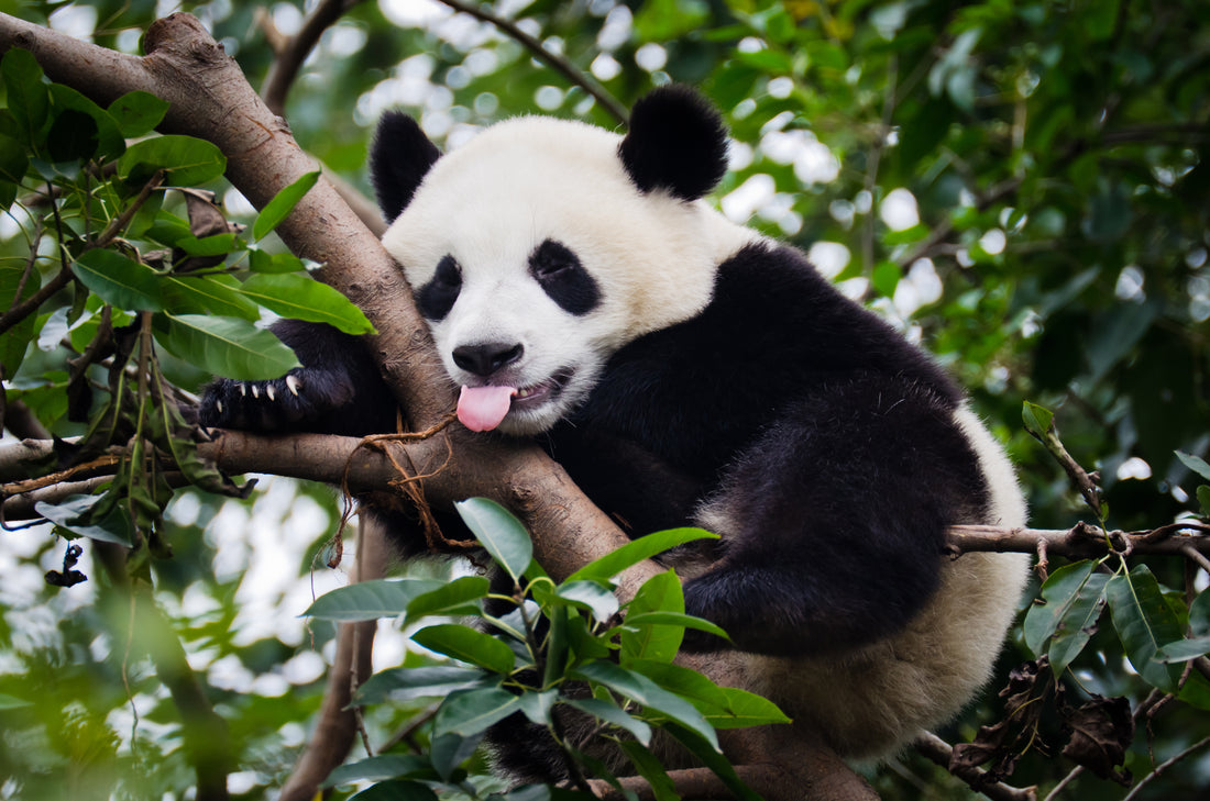 8 facts about bamboo